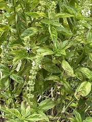 Ocimum basilicum