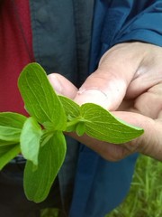 Hypericum maculatum obtusiusculum