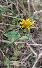 Pentanema britannica