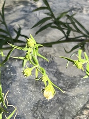 Symphyotrichum pilosum