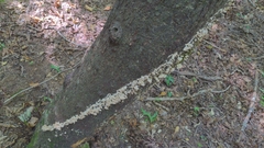 Gloeoporus dichrous