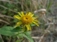 Pentanema britannica