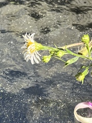 Symphyotrichum pilosum