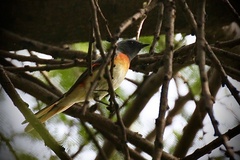 Pericrocotus cinnamomeus