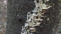 Gloeoporus dichrous