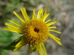 Pentanema britannica