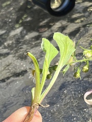Symphyotrichum pilosum