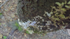 Gloeoporus dichrous