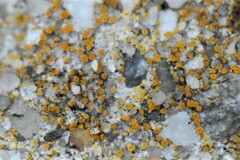 Candelariella aurella