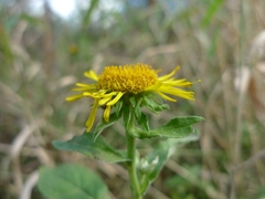 Pentanema britannica