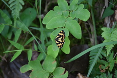Psychostrophia melanargia