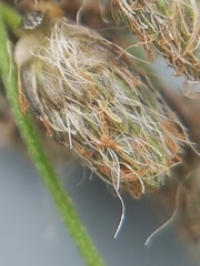 Scirpus pedicellatus