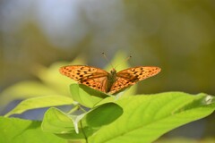 Argynnis sagana