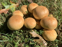 Gymnopilus subspectabilis