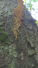 Gloeoporus dichrous