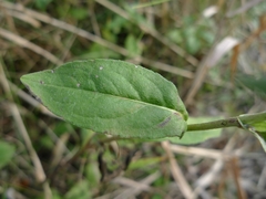 Pentanema britannica