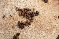 Procavia capensis