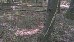 Gloeoporus dichrous