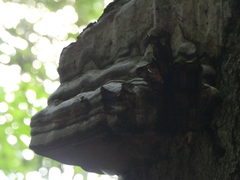 Fungi