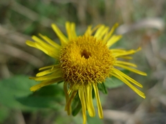 Pentanema britannica