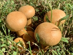 Gymnopilus subspectabilis