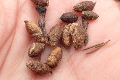 Procavia capensis