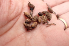 Procavia capensis