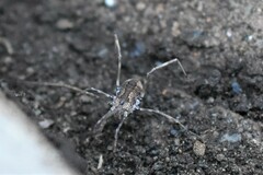 Rilaena triangularis