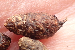 Procavia capensis