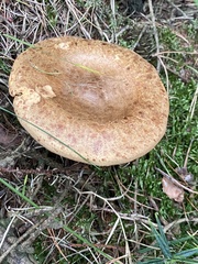 Paxillus involutus