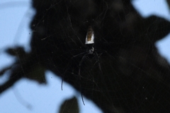 Trichonephila inaurata