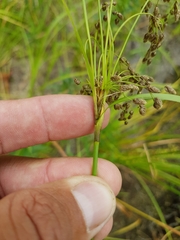Scirpus pedicellatus
