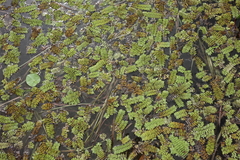 Salvinia natans