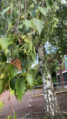 Betula pendula