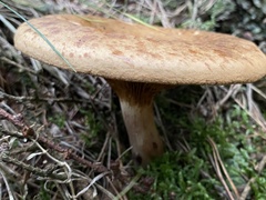 Paxillus involutus