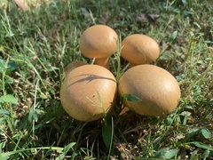 Gymnopilus subspectabilis