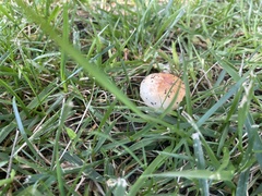 Stropharia coronilla