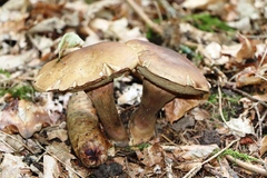 Caloboletus calopus