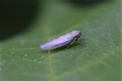 Macrosteles
