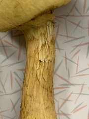 Gymnopilus subspectabilis