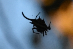 Gasteracantha falcicornis