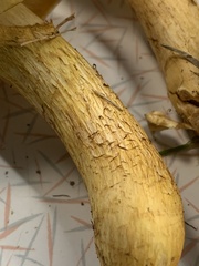 Gymnopilus subspectabilis