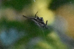 Gasteracantha falcicornis
