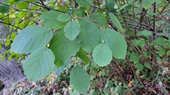 Corylus cornuta