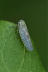 Macrosteles