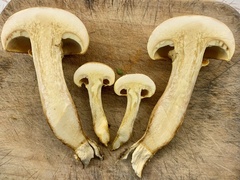 Gymnopilus subspectabilis