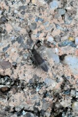 Entomobrya unostrigata