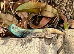 Acanthocercus atricollis