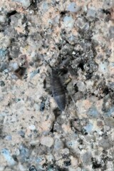 Entomobrya unostrigata