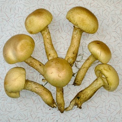 Gymnopilus subspectabilis